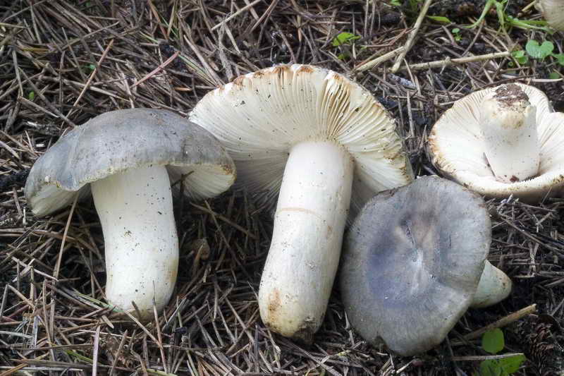 russula_parazurea_3594_06.JPG