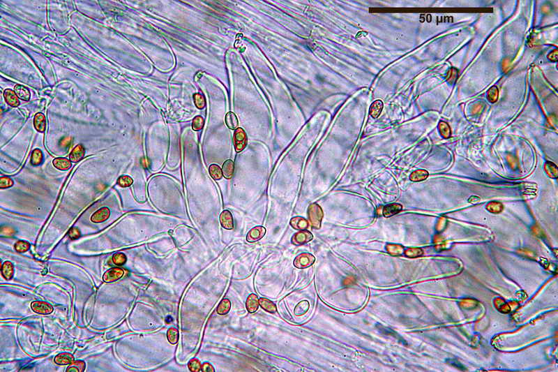 inocybe_geophylla_var_geophylla_3612_17.jpg