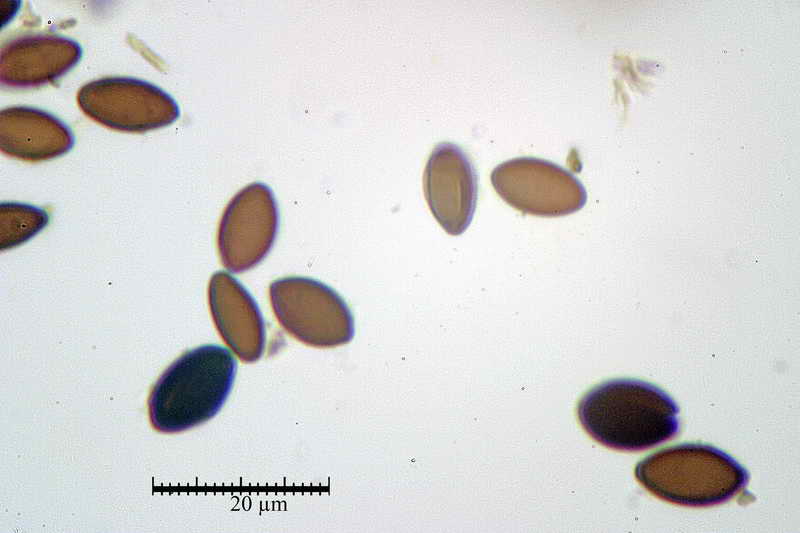 biscogniauxia_nummularia_3638_14.jpg