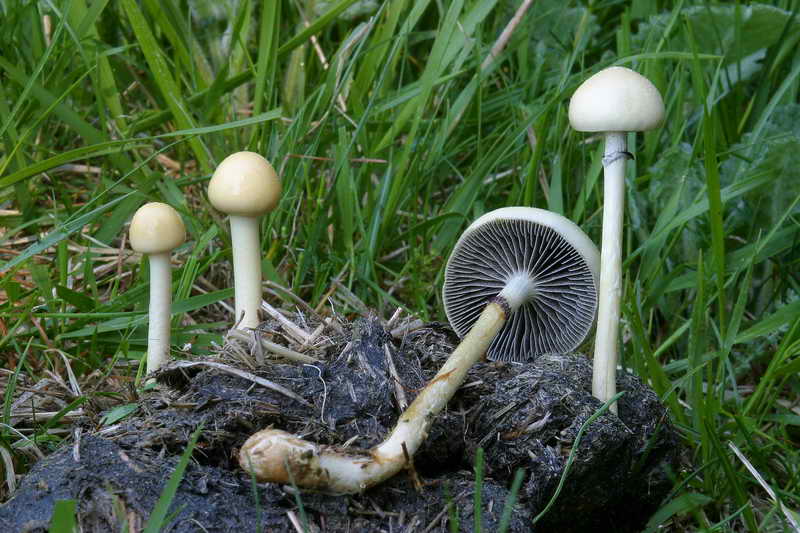 stropharia_semiglobata_2207_01.jpg