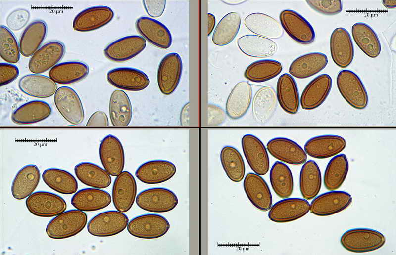 stropharia_semiglobata_2207_03.jpg