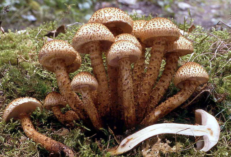 pholiota_01.jpg