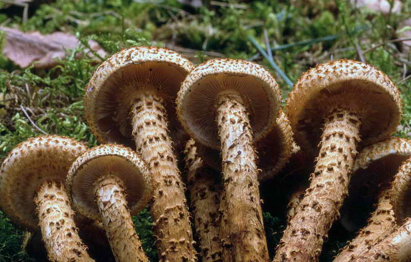 pholiota_02.jpg