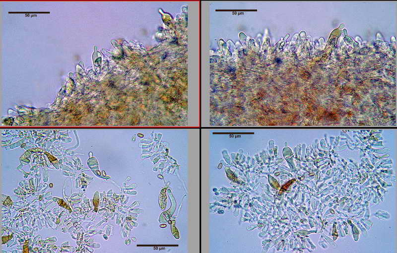 pholiota_03.jpg