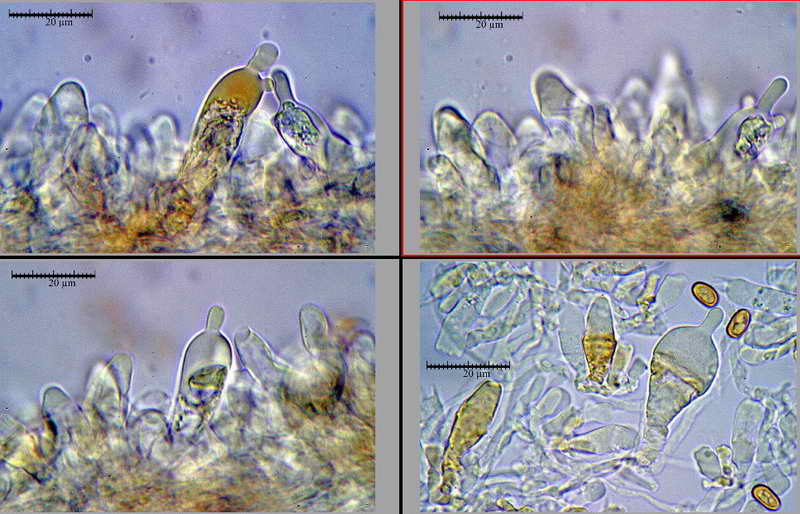 pholiota_04.jpg