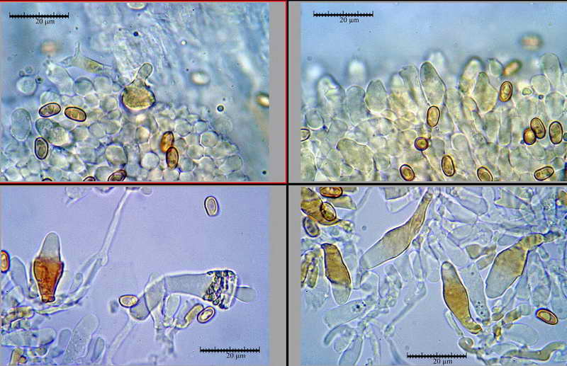 pholiota_05.jpg