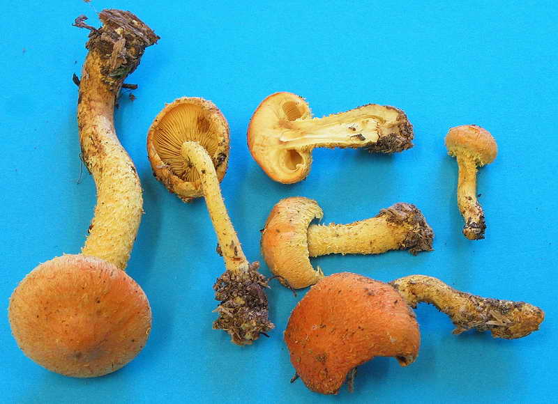 pholiota_flammans_1713_02.jpg