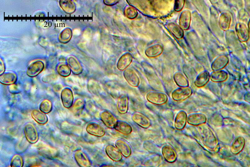 pholiota_flammans_1713_11.JPG