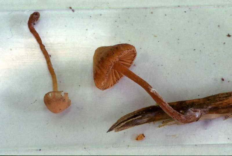 galerina_pseudocamerina_926_01.jpg