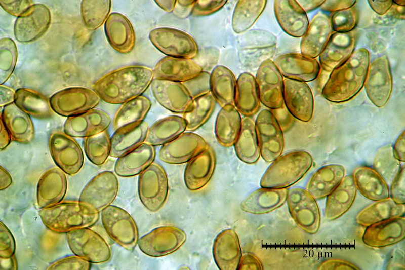 galerina_pseudocamerina_926_18.jpg