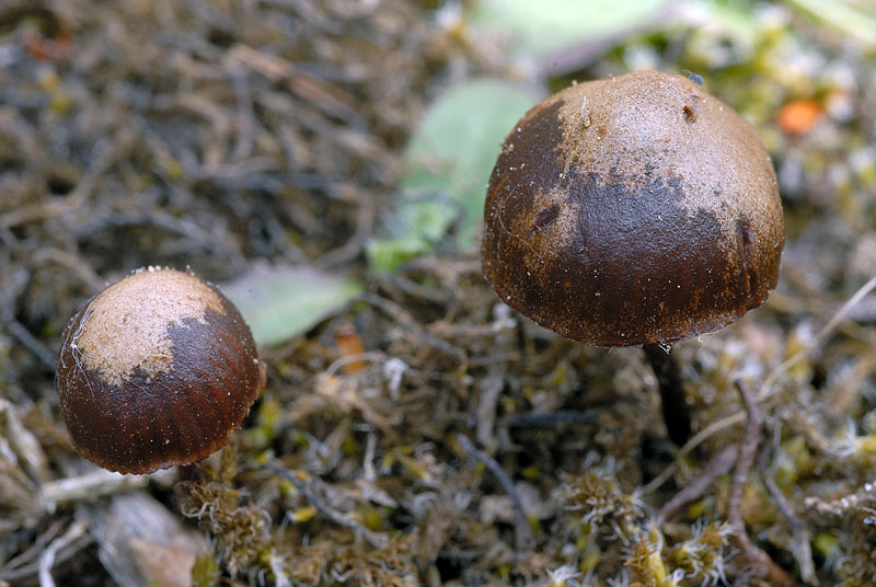 psilocybe_subviscida_3813_02.jpg