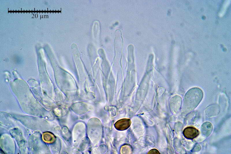 psilocybe_subviscida_3813_04.jpg