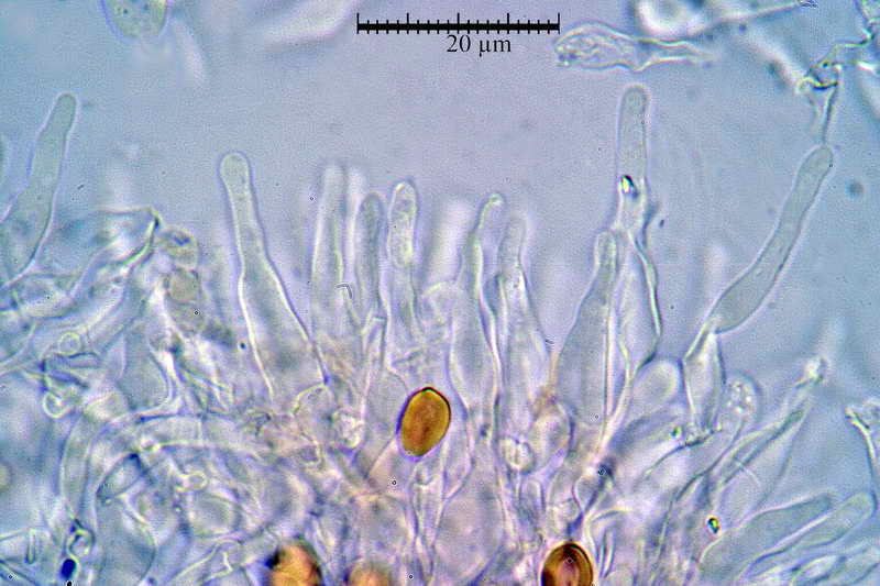 psilocybe_subviscida_3813_05.jpg