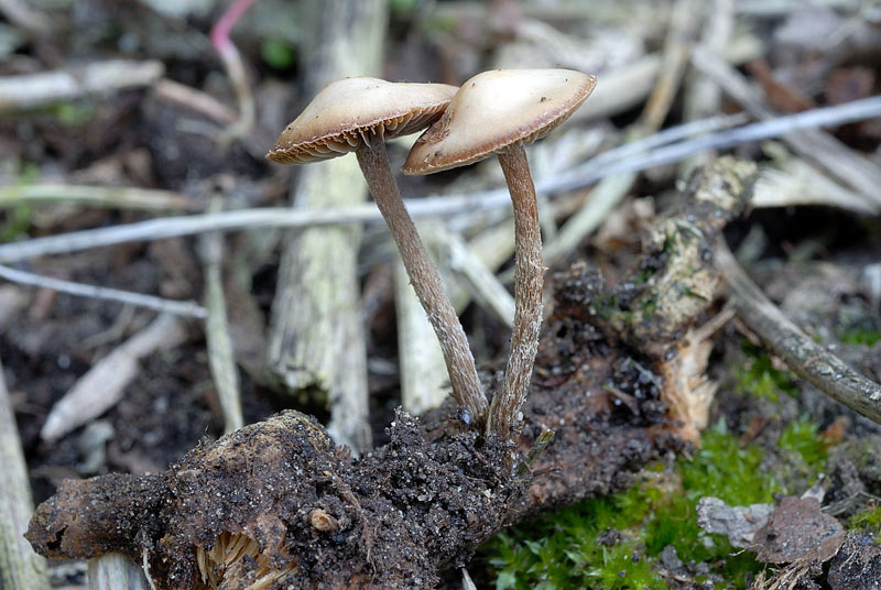 psilocybe_xeroderma_3812_01.jpg