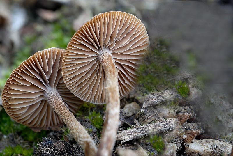 psilocybe_xeroderma_3812_02.jpg