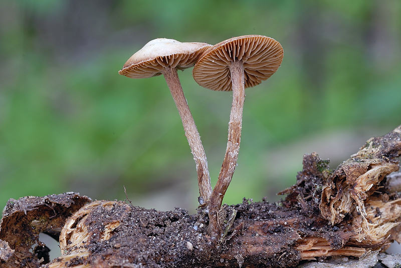 psilocybe_xeroderma_3812_04.jpg