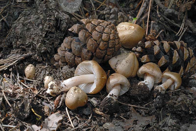 Inocybe_queletii_3803_01.jpg