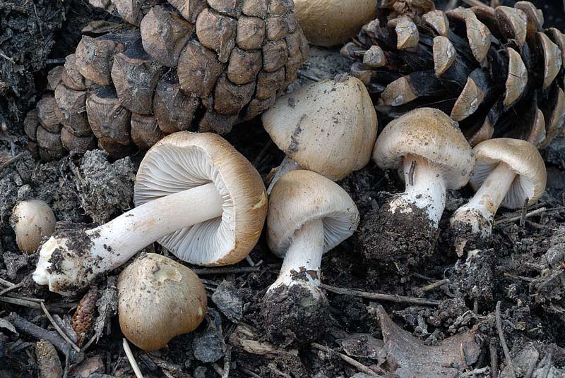 Inocybe_queletii_3803_02.jpg