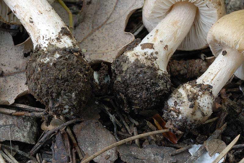 Inocybe_queletii_3803_03.jpg