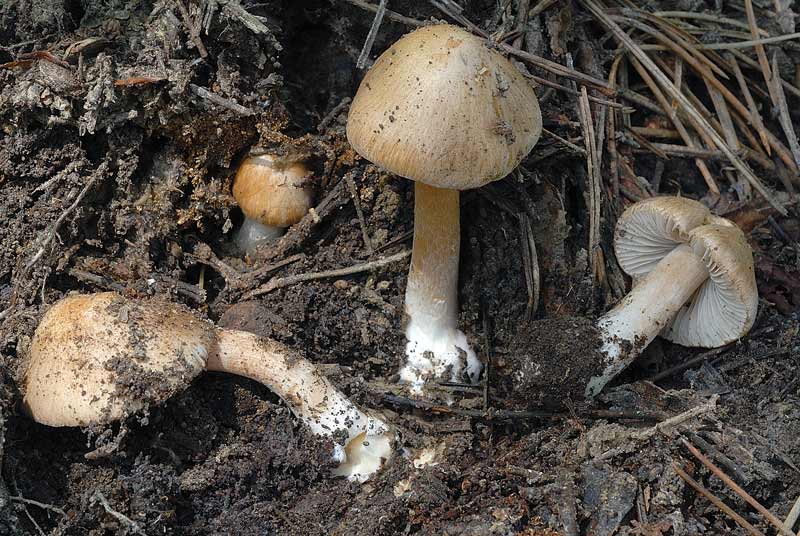 Inocybe_queletii_3803_04.jpg