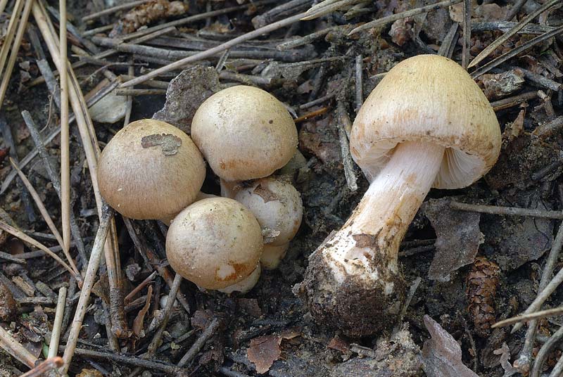 Inocybe_queletii_3803_06.jpg