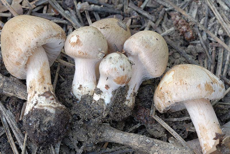 Inocybe_queletii_3803_07.jpg