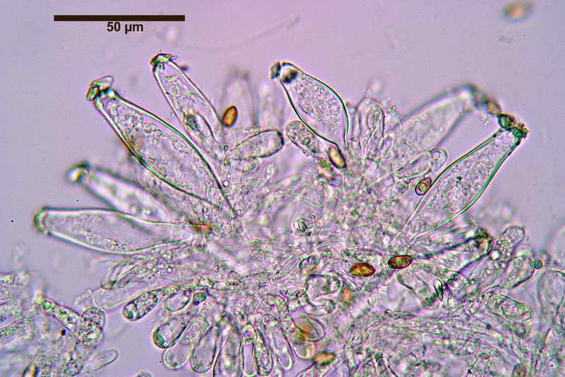 Inocybe_queletii_3803_15.JPG