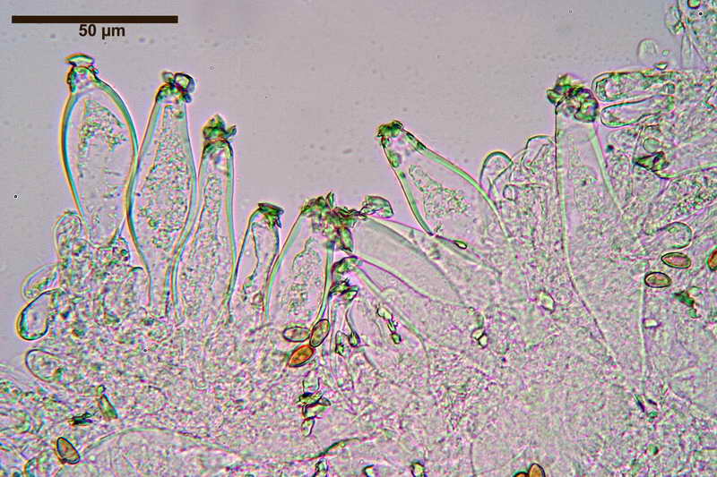 Inocybe_queletii_3803_16.JPG