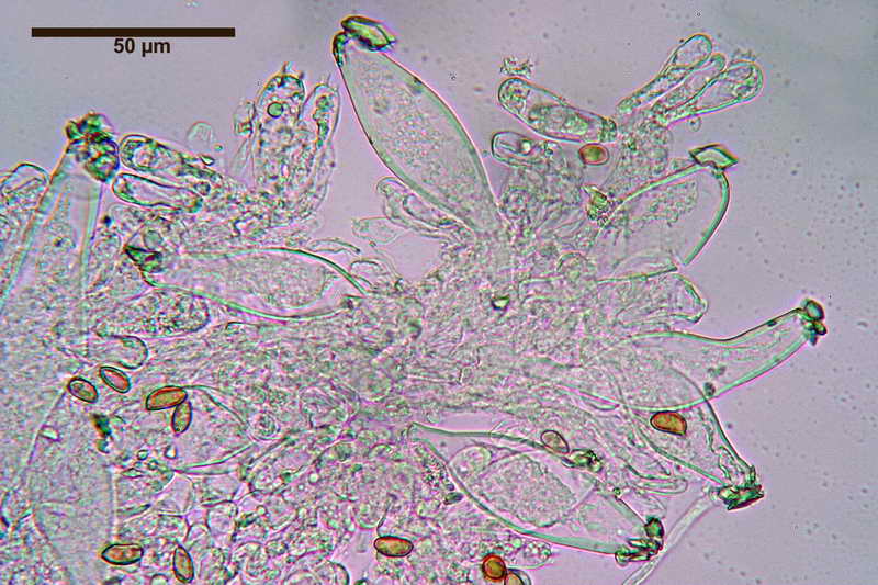 Inocybe_queletii_3803_17.JPG