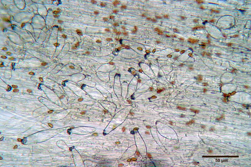 Inocybe_queletii_3803_57.JPG