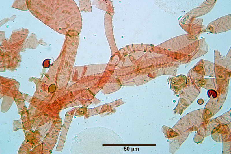 galerina_paludosa_1717_02.jpg
