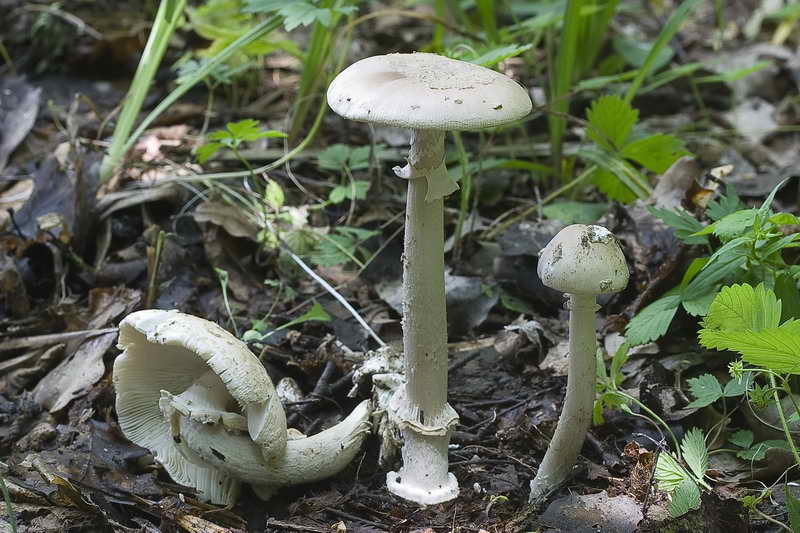 amanita_01.jpg