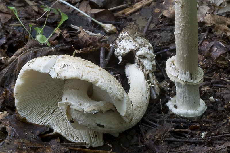 amanita_03.jpg