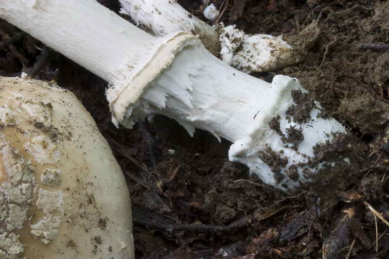 amanita_05.jpg