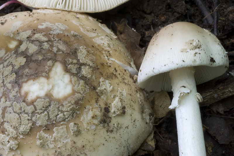 amanita_07.jpg