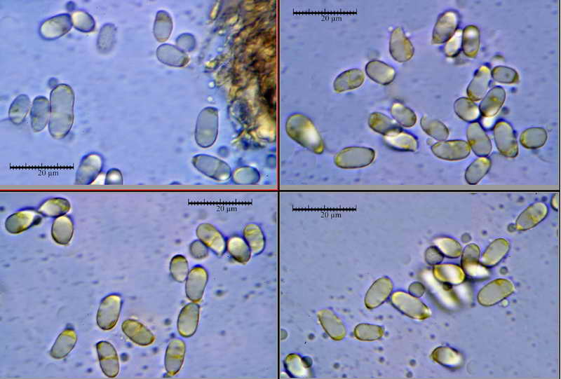 amanita_29.jpg
