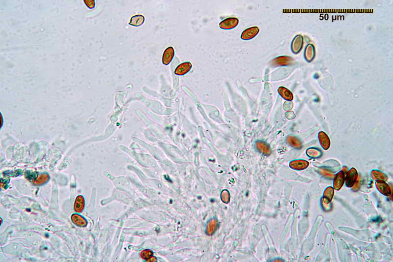 pholiotina_vexans_922_04.jpg