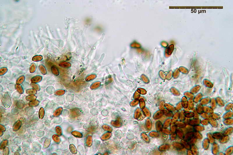 pholiotina_vexans_922_05.jpg