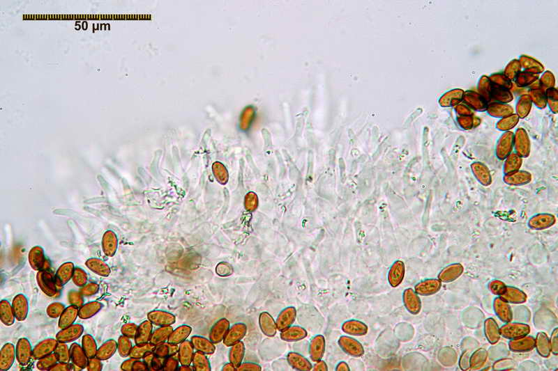 pholiotina_vexans_922_06.jpg