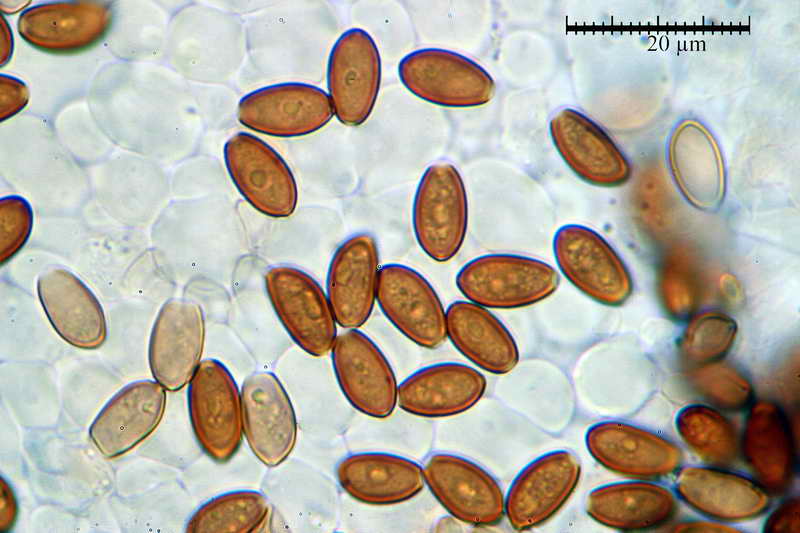 pholiotina_vexans_922_08.jpg