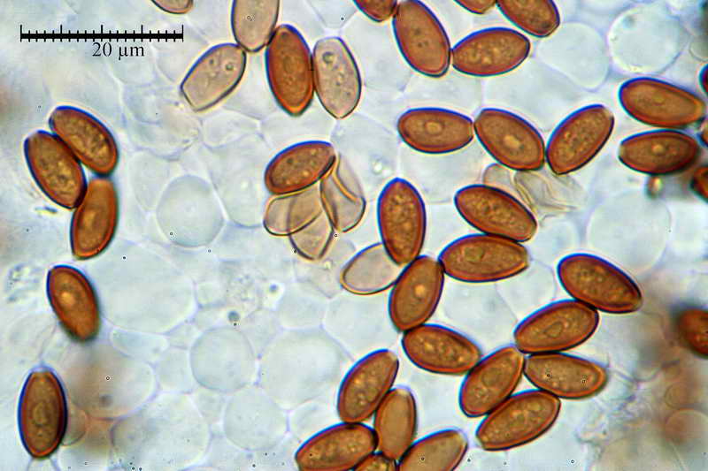 pholiotina_vexans_922_09.jpg