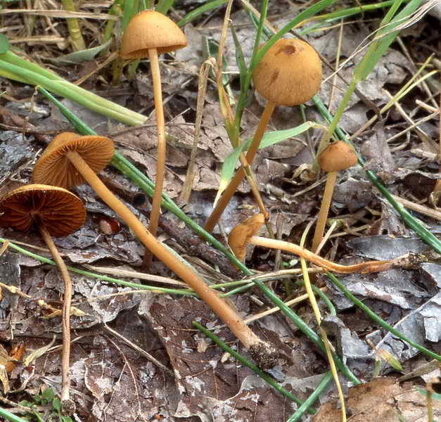 conocybe_semiglobata_602_03.jpg