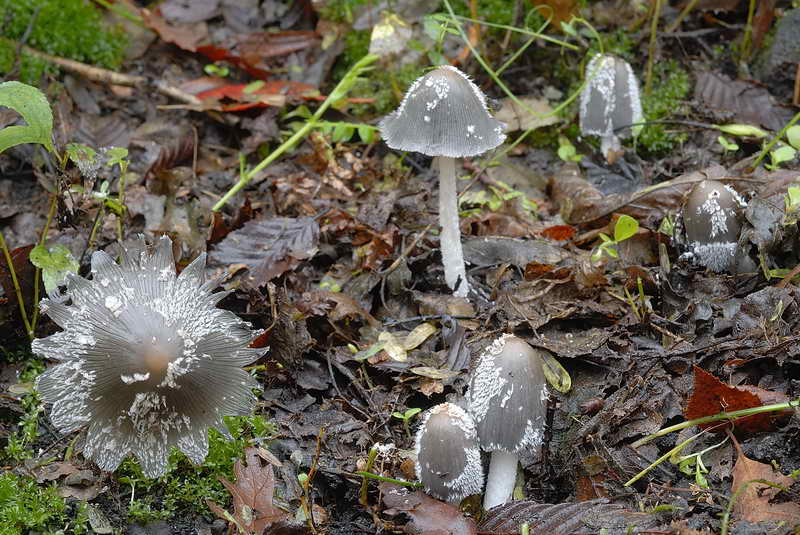 coprinus1_1.jpg