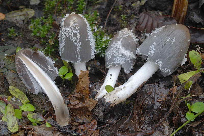 coprinus1_2.jpg