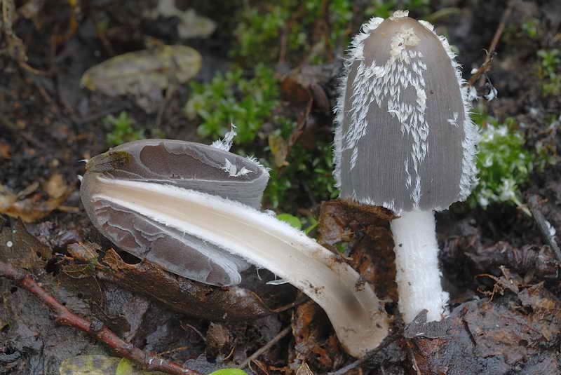 coprinus1_3.jpg