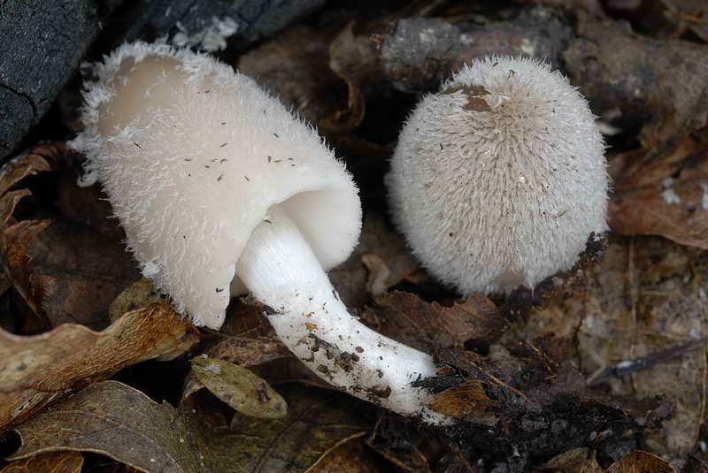 coprinus1_4.jpg