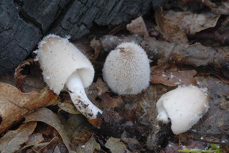 coprinus1_5.jpg