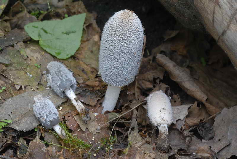 coprinus1_6.jpg