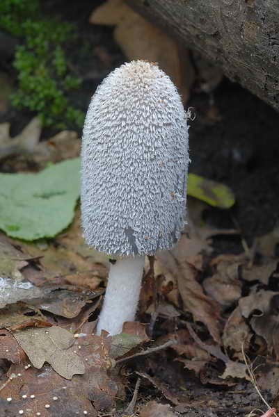 coprinus1_7.jpg