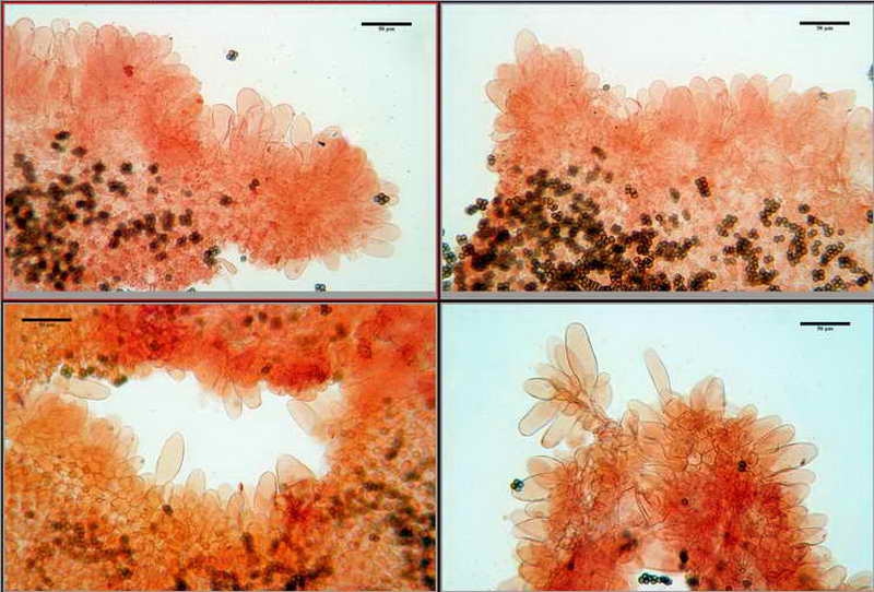 coprinus1_12.jpg